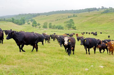Brinkley cattle