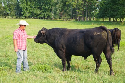 Alston with his cattle