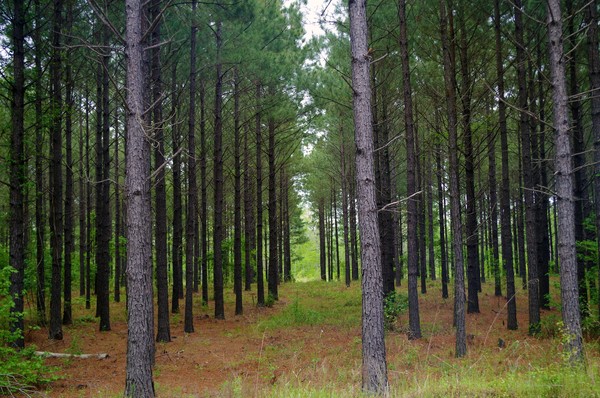 Pine trees photo