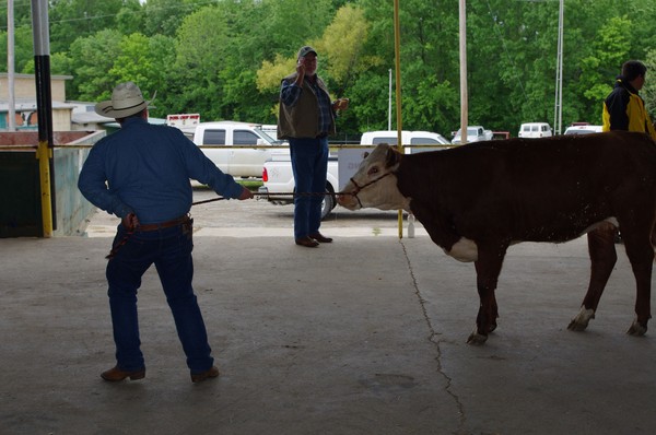 Rancher pulling livestock image