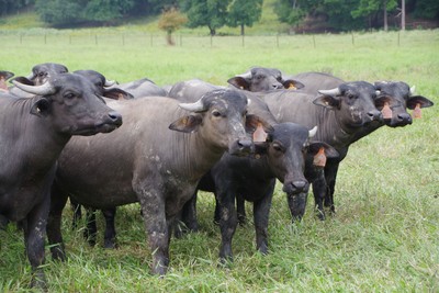 Some of the Olson's herd
