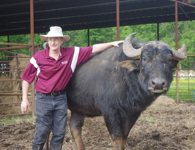 Tom Olson and one of his water buffalo 