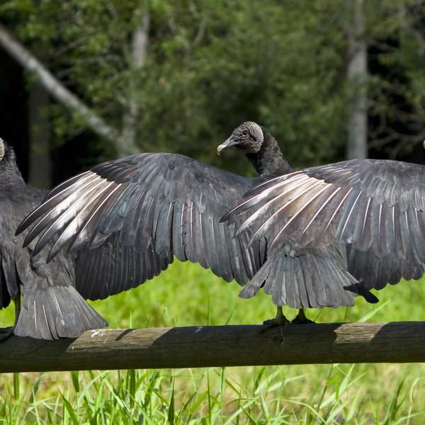 PODCAST: Dealing with black vultures