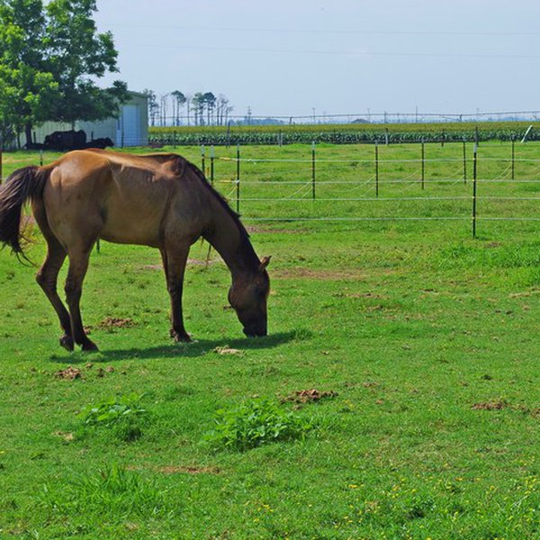 PODCAST: Equine forum scheduled