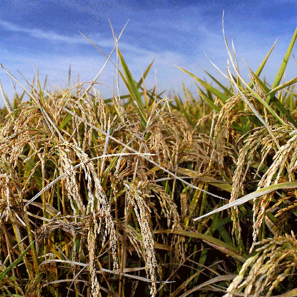 Market Briefs for August 4, 2017