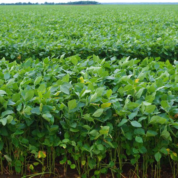 PODCAST: Dicamba Field Trials Update