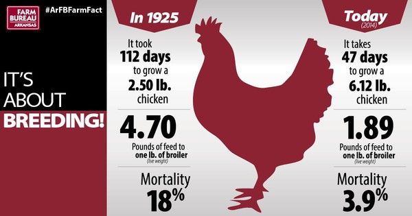 big chicken farm broiler chickens