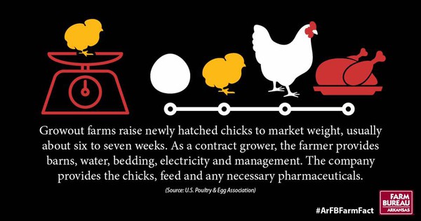 Chicken Facts