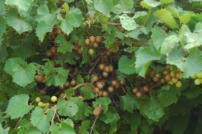 Photo of muscadine grapes