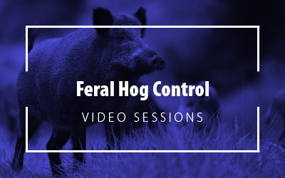 Feral Hog Control image