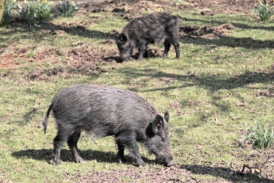Feral hogs foraging photo