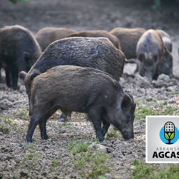 AgCast for Jan. 9