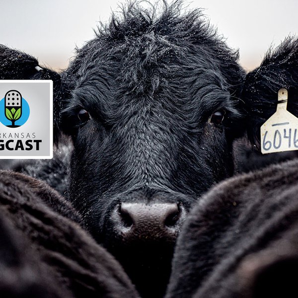 AgCast Special: Ag Economist John Anderson, Part 2