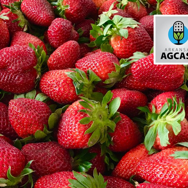 AgCast for April 16