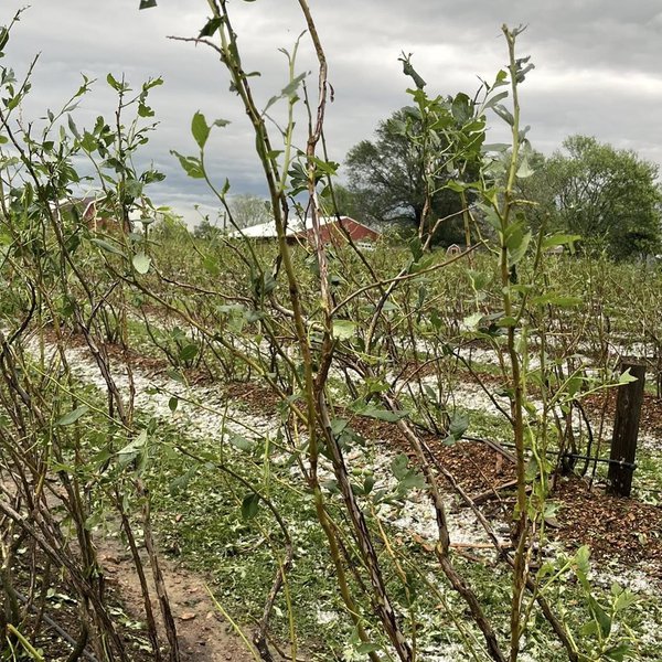 Sunday Storm Blew Berries Away