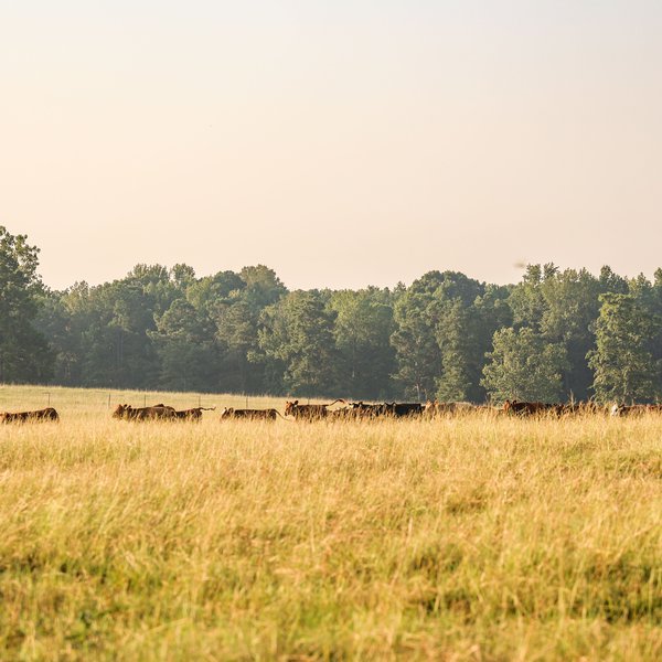Market Briefs | June 25, 2025