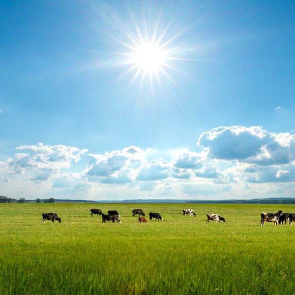 Market Briefs | July 19, 2023