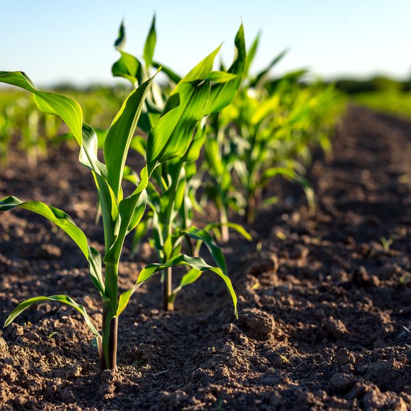 Market Briefs | May 2
