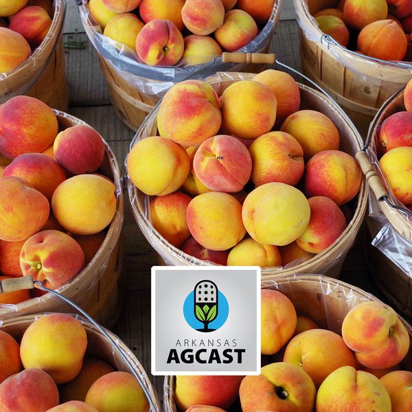 AgCast for June 11