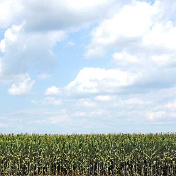 Market Briefs for August 5