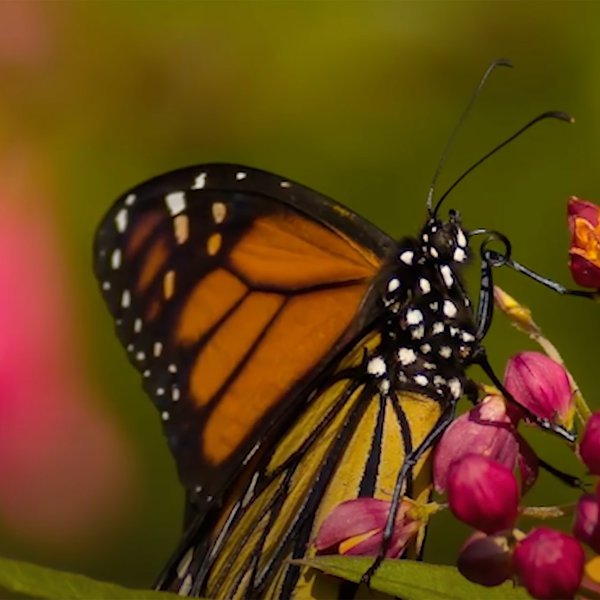 Monarch Waystation | Barnhill Orchards