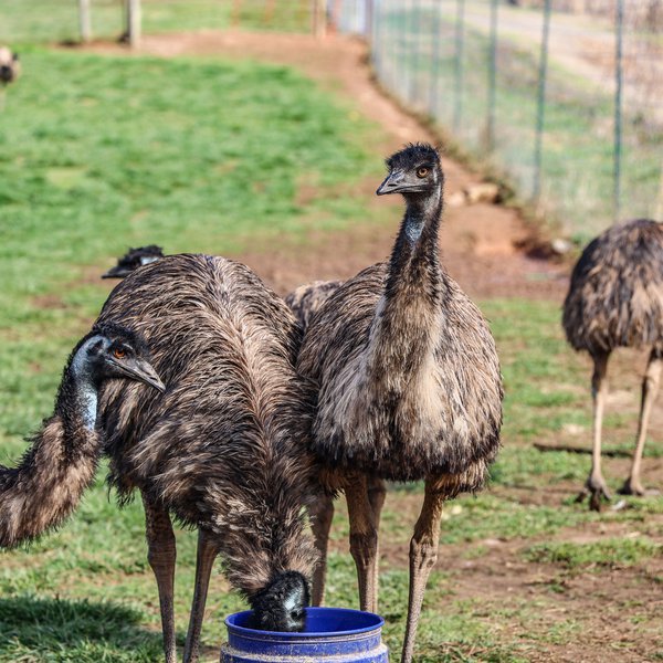 Gum Creek Emus