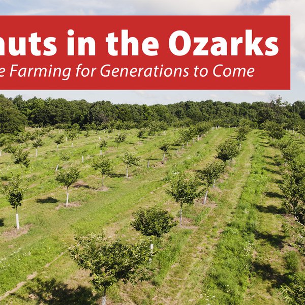 Chestnuts in the Ozarks