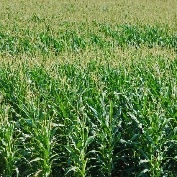 Market Briefs for July 12, 2018