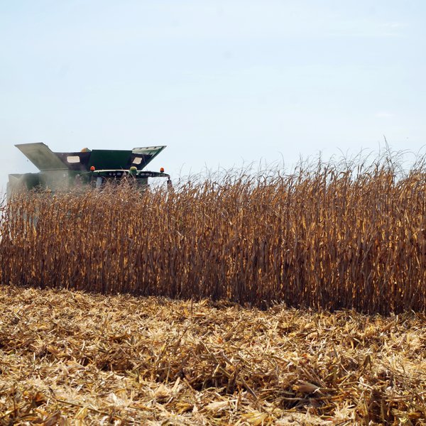 Market Briefs for August 15, 2019
