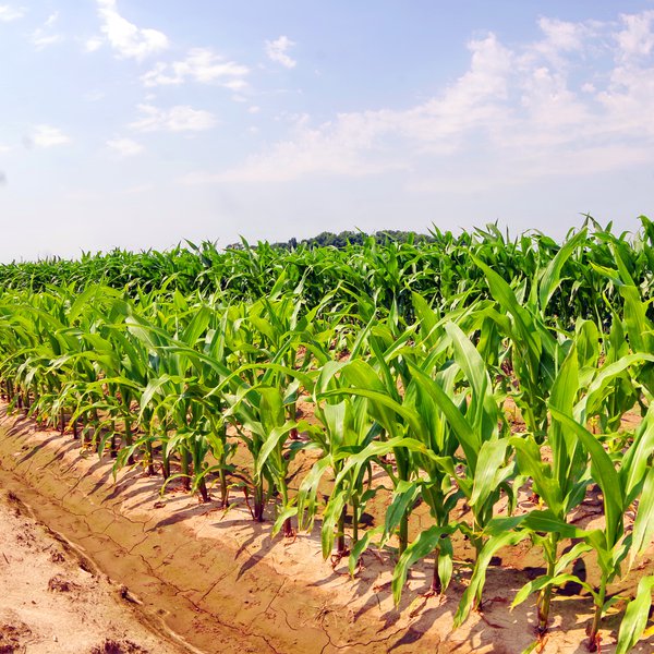 Market Briefs for Jan. 10, 2020: USDA Report Roundup