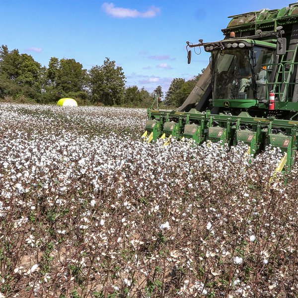 2023 Cotton Harvest Update