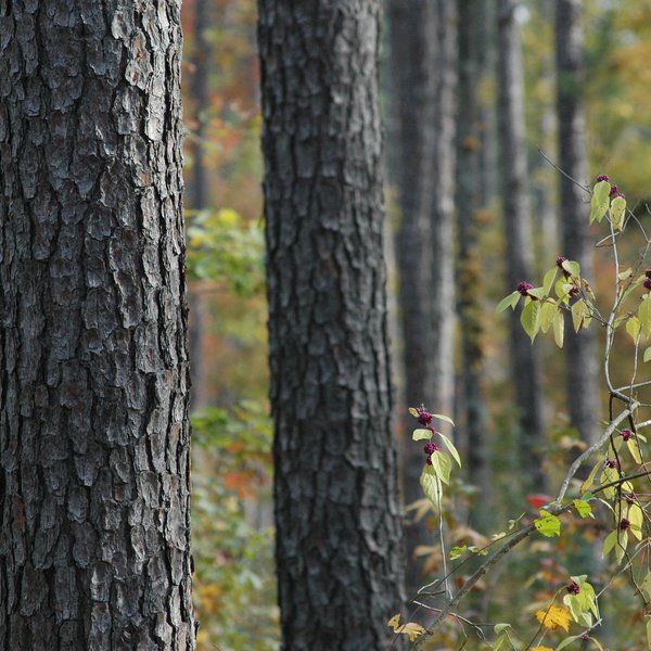 AgCast: Forestry Grows at UAM