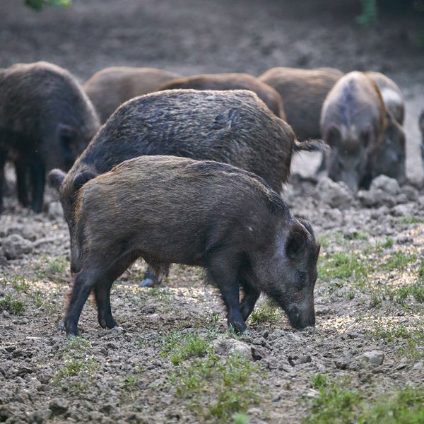 AGCAST: Facing the Feral Hog Problem