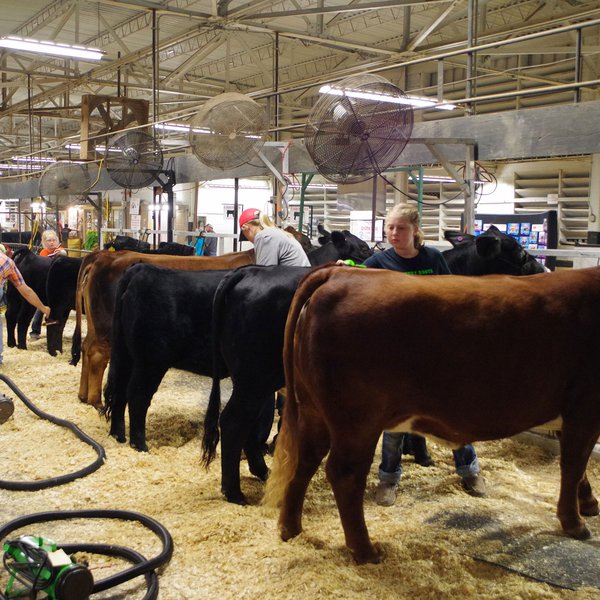 PODCAST: State Livestock Show