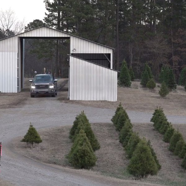 A Christmas Tree Tradition