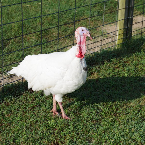 AGCAST: Talking Turkey with a Grower