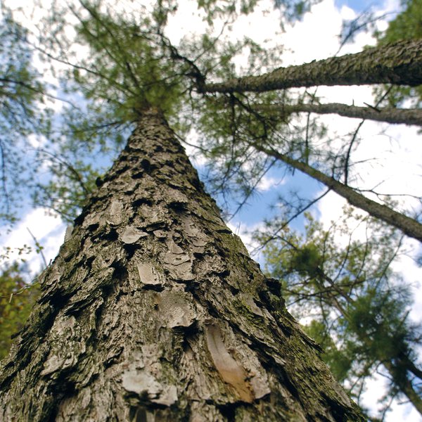 PODCAST: 2018 Forestry Outlook