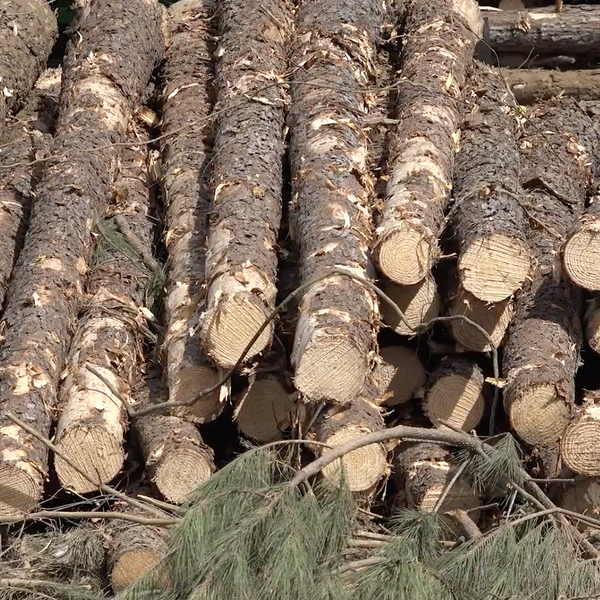 Timber Industry Trouble?