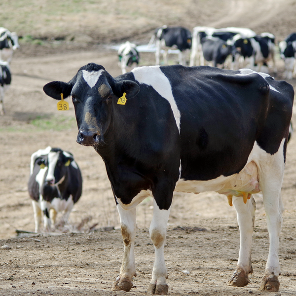 Market Briefs for November 21