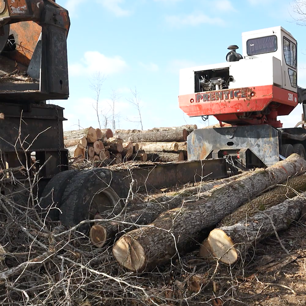 UA Tree Farm Growing Strong