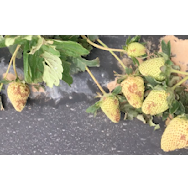 AgCast Video Extra: Challenges for Specialty Growers
