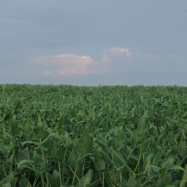 Market Briefs for May 29