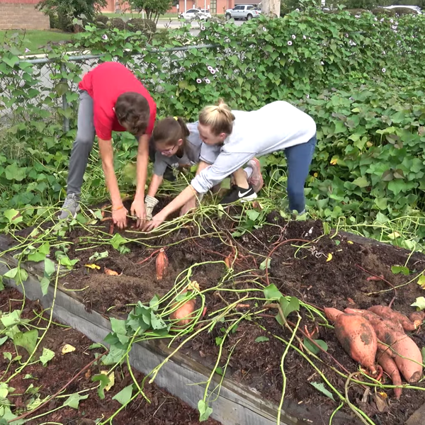 Keeping School Gardens Growing