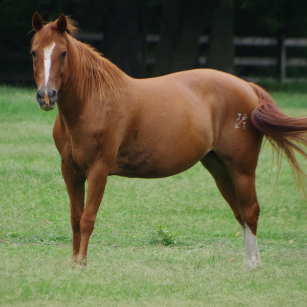 Vet Talks VSV Outbreak in Arkansas