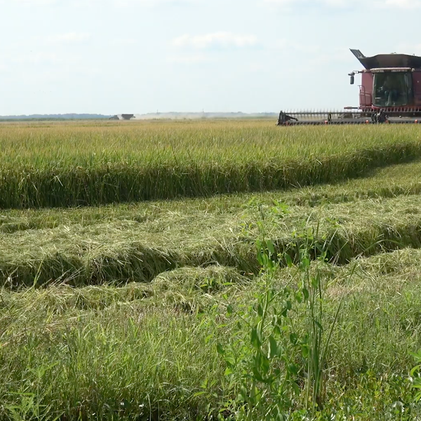 Rice Harvest Update from C.J. Parker