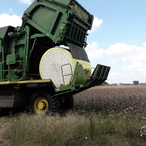 Rick Bransford Farm Update | Cotton and Weather