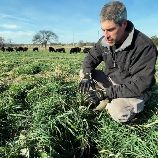 Rotational Grazing at Circle K Angus Farms