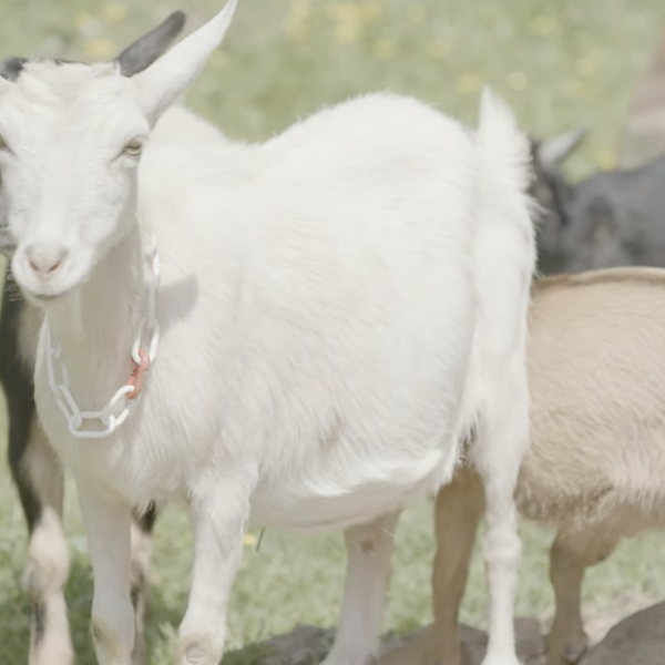 A Different Type of Dairy: White River Creamery