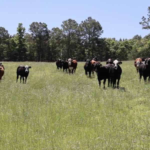 Farmer Profile | Triple S Ranch