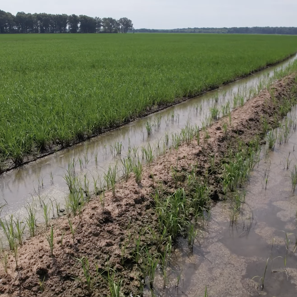 Mid-Season Rice Update